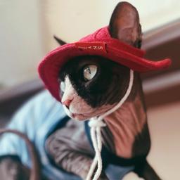 Chapéu de Protetor Solar para Spyhnx Gato Pescador de verão Jeans listrados Chapéu Vermelho Azul para Devon Rex Artefato Fotográfico para Gatinhos Pet Suprimentos - Image 6