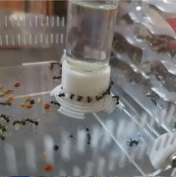 3D Ant Farm Bebedouro Área de alimentação Tigela de água para ninho de formigas Formigueiro Alimentador de água de grande capacidade Casa de formigas Oficina de garrafa para beber - Image 6