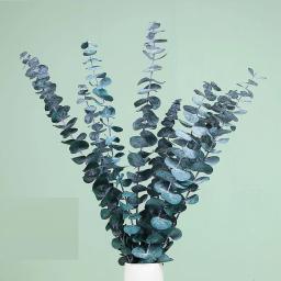 5/10 pçs natural preservado eucalipto deixa grande ramo arranjo de flores diy artesanato decoração casa seca folhas de eucalipto - Image 3