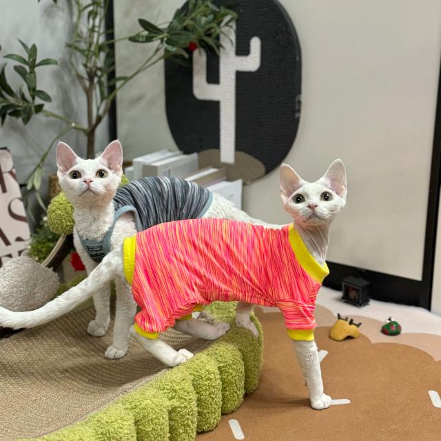 Casaco Sphynx de Algodão Macio para Gatos Sem Pêlos, Camisa Sem Mangas Cinza para Primavera e Verão para Gatinhos Devon Rex
