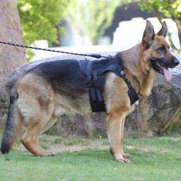 Cão tático arnês de treinamento militar arnês do cão para cães médios grandes pastor alemão nenhuma patrulha tração liberação rápida colete - Image 2