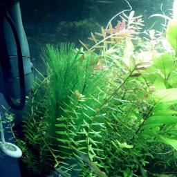 Grama artificial para aquário, aquário, planta aquática, decoração paisagística, plantas subaquáticas, ornamento de ervas daninhas, 28 cm, 40cm, 1 pc, 3pcs - Image 4