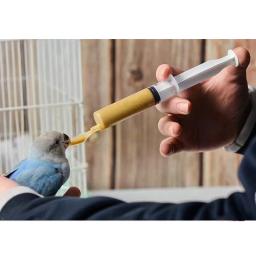 Alimentador De Colher De Alimentação De Pássaro, Baby Bird Parrot Water Medicine Feeding Spoons, Colher De Comida Líquida De Pássaro, Ferramentas de alimentação de pequenos animais - Image 5
