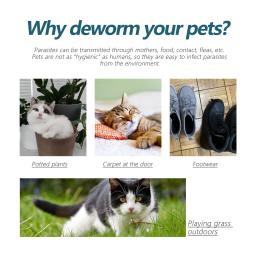 Agente anti-pulgas para animais de estimação, repelente de insetos para gatos e cães, limpeza de piolhos e carrapatos in vivo - Image 4