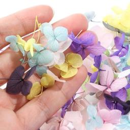 6 cores/caixa 3d flor seca natural pequena folha natural floral adesivo da arte do prego applique manicure decoração pressionado flores secas - Image 2