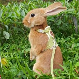 Coelho bonito Arnês e Leash Set, Bunny Pet Acessórios, Coletes, Outdoor Walking, Newest Pet Supplies - Image 2