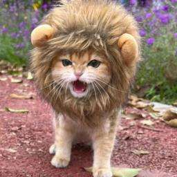Cute Lion Mane Wig para Animais de Estimação, Cão Pequeno, Gatos, Traje, Boné, Chapéu, Fantasia, Cosplay, Brinquedo, Pet Acessório - Image 6