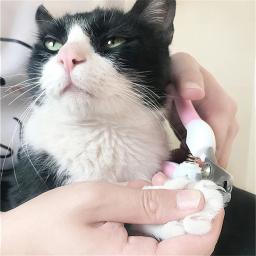 Profissional Pet Nail Clippers, Dog Cat Aço Inoxidável, Conveniente Beleza Limpeza Suprimentos, Clippers de Poupança de Trabalho, 2 Cores - Image 2