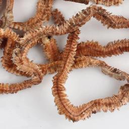 Sandworms secas iscas de pesca isca artificial, vermes do mar, realista, água salgada, alimentador de água doce, acessórios de pesca - Image 5