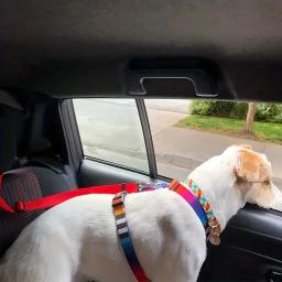 Car Headrest Restraint para Pet, cinto de segurança para cão e gato, Corda de segurança ajustável 1pc - Image 6