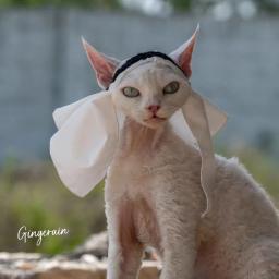 Halloween O Oriente Médio Pet Headscarf Hat, árabe Sunscreen Cap, chapéu do gato, criativo orelha Baring Headwear, Pet fornecimentos - Image 3
