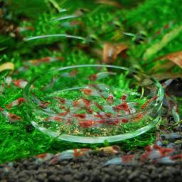 Conjunto De Prato De Tubo De Alimentador De Aquário De Vidro, Alta Transparente, Forte Ventosa, Aquário, Peixe, Alimentação De Camarão, Acessórios De Bacia - Image 4