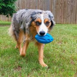 Brinquedos para cães rugby resistência mordida de borracha do cão mastigar molar limpeza dentes jogo de treinamento interativo pet puppy ball brinquedo suprimentos - Image 4