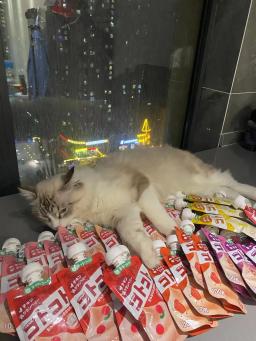 Cat Wet Food Nutrition Bar, Gatinhos engorda Snack, Frango Atum, Sabor Bacalhau, Pet limpeza dos dentes, Snacks Care, 12pcs - Image 3