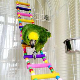 Colorido Pet Escalada Escada com Corda Pendurada, mordendo Tijolo De Madeira, Brinquedos De Pássaro, Papagaio, Calopsita, Lovebird Suprimentos - Image 1
