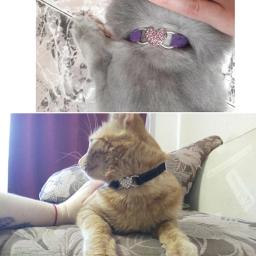 Ajustável Soft Elastic Neck Chain for Pets, Coleira de Segurança, Acessórios, Produto de Moda, Gatos Pequenos - Image 6