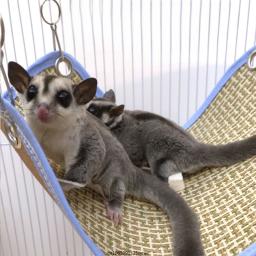 Rede para pequenos animais de estimação, balanço suspenso, casa de hamster, ninho fresco, gaiola de roedores, cama da árvore, pet fornecimentos, verão - Image 2