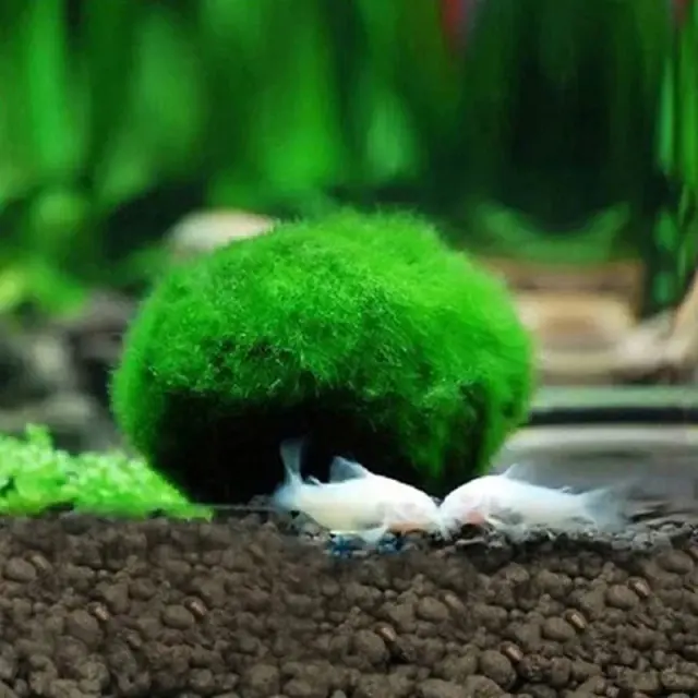 Bolas de Musgo Marimo para Aquários: Ornaments Naturais para Peixes e Camarões, 3-4cm