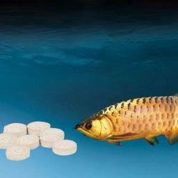 Cápsula Bio-Nitrobacteria para Aquário, Limpeza do Aquário, Probióticos, Ferramenta de Limpeza de Água, Lagoa, 80g por Garrafa - Image 3