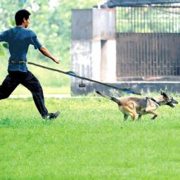 Trela Reflexiva Tração Corda Pet Dog Correndo Cinto Mãos Elásticas Livremente Jogging Puxar Trela Do Cão De Metal D-ring Trelas Arnês - Image 4