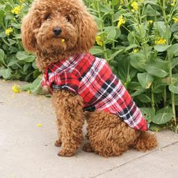 Camisa xadrez para cães pequenos, roupa de pet, colete para cachorrinhos e gatos, camiseta para gatos, casaco fofo para primavera e verão - Image 2