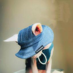 Chapéu de Protetor Solar para Spyhnx Gato Pescador de verão Jeans listrados Chapéu Vermelho Azul para Devon Rex Artefato Fotográfico para Gatinhos Pet Suprimentos - Image 4