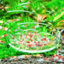 Círculo de alimentação de vidro transparente para aquário Alimentador de tanques de peixes Alimentador de fundo flutuante Acessórios de alimentação de camarão - Image 3