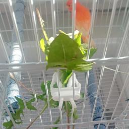 Pequeno Pet Bird Food Holder, Papagaio Frutas Legumes Clip, Choco Osso Alimentador Dispositivo, Bird Cage Acessórios, Bonito - Image 5