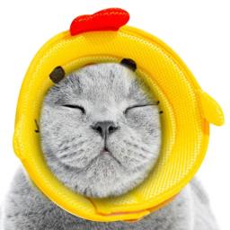 Colar de recuperação de animais de estimação gato cão de estimação elizabeth círculo colar cão anti-mordida e anti-lamber colar de algodão macio - Image 4