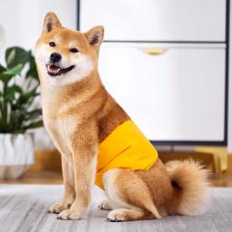 Fraldas Laváveis para Animais de Estimação, Absorvente, Ajustável, Cachorro Grande, Calcinha Fisiológica para Cães, Calcinhas Reutilizáveis, Cães, Machos - Image 3