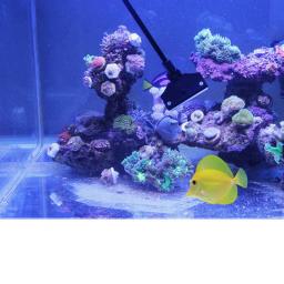 Algas raspador aquarium cleaners cortador completo aquaprint conjunto produto de limpeza do tanque de peixes de água doce para acessório sea fishbowl escova - Image 3