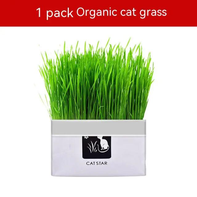 Kit de Plantas Hidropônicas para Pets: Grama de Gato, Lanches para Bolas de Pelo e Suprimentos sem Sementes para Limpeza do Estômago