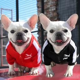 Jaqueta de beisebol para cães pequenos e médios, colete pet moletom buldogue francês traje chihuahua casaco pug roupa de cachorro, inverno - Image 2