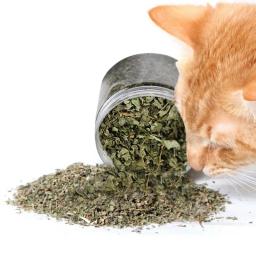 Natural Organic Premium Catnip, Remoção de Alta Potência de Gato, Sabor Mentol, Estimulantes Vegetais, 40g por Saco - Image 1