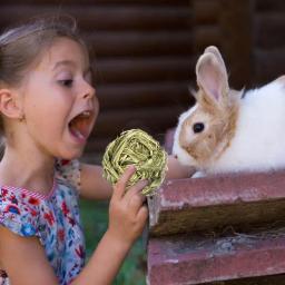 Brinquedos naturais da mastigação do coelho da grama | brinquedos da atividade para animais pequenos | tratamento do cuidado dos dentes de molar para o rato do hamster do porco dos coelhos - Image 5