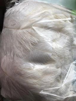 10 pçs natural branco avestruz penas artificiais para decoração 15-70cm festa de casamento plumas decorativas atacado - Image 5