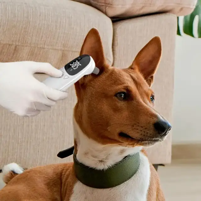 Termômetro Veterinário de Precisão para Detecção de Febre em Cães e Animais de Estimação