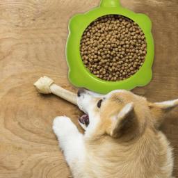 Alimentador lento portátil antiderrapante para animais de estimação, tigela de arroz, tigelas de água, acessórios para animais de estimação - Image 2