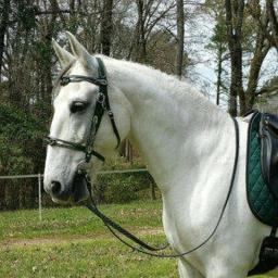 Couro do plutônio Halter e chumbo cordas, ergonômico e confortável, cabeçadas irrestritas com fivela do metal - Image 2
