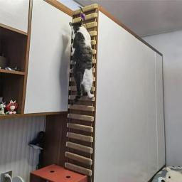 Conjunto De Escalada De Gato De Parede, Torre De Árvore, Cama Pendurada, Arranhador De Sisal, Escada De Escalada, Mobiliário De Atividade De Gato - Image 6