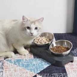 Tigelas para cães gatos com suporte alimentador água para alimentos para animais estimação, plataforma 15 °, - Image 4