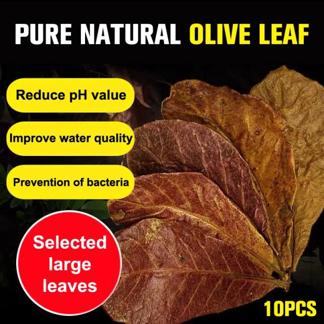 Folhas de Terminalia Natural Catappa para Decoração de Aquários e Limpeza Eficiente de Tanques de Peixes