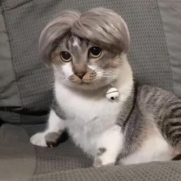 Trajes de chapéu de cabelo, perucas de estimação, adereços cosplay, acessórios de cabeça para o Halloween, Natal, animais de estimação, engraçado, cães, gatos - Image 1
