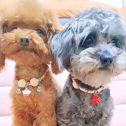 Pulga e Tick Prevenção Pet Collar, repelente de insetos, Bell e cânfora colar, cachorro e gato Suprimentos - Image 3
