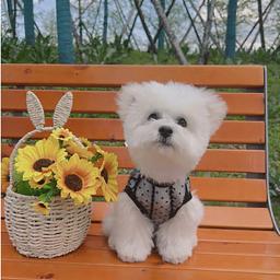 Vestido de princesa para animais, vestidos para cães, colete de pelúcia, saia de gato, roupas chihuahua verão - Image 4