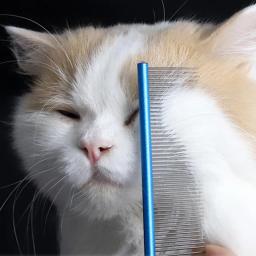 16/19/22cm Aço Inoxidável Pet Beleza Styling Pente Dog Grooming Combs Longo Grosso Cabelo Pele Remoção Escova Pet Dog Grooming Combs - Image 2