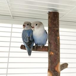 Apple Tree Wood Bird Branch Stand, Poleiros Poleiros, Pet Parakeet, Budgie Pendurado Play Toy, Gaiola De Pássaro, Papagaio Suporte De Mesa De Madeira - Image 5