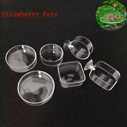 Círculo De Alimentação De Vidro Transparente Para Aquário, Alimentador De Tanques De Peixes, Alimentador De Fundo Flutuante - Image 1