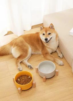 Pet Food e tigelas de água com suporte de madeira, sem derramamento, alimentador grande, prato para cães e gatos - Image 4