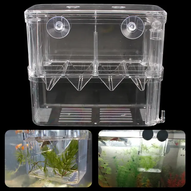 Incubadora de Aquário para Chocar Ovos: Suprimentos Essenciais para Reprodução de Peixes